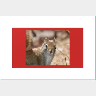 Squrrel Face Posters and Art